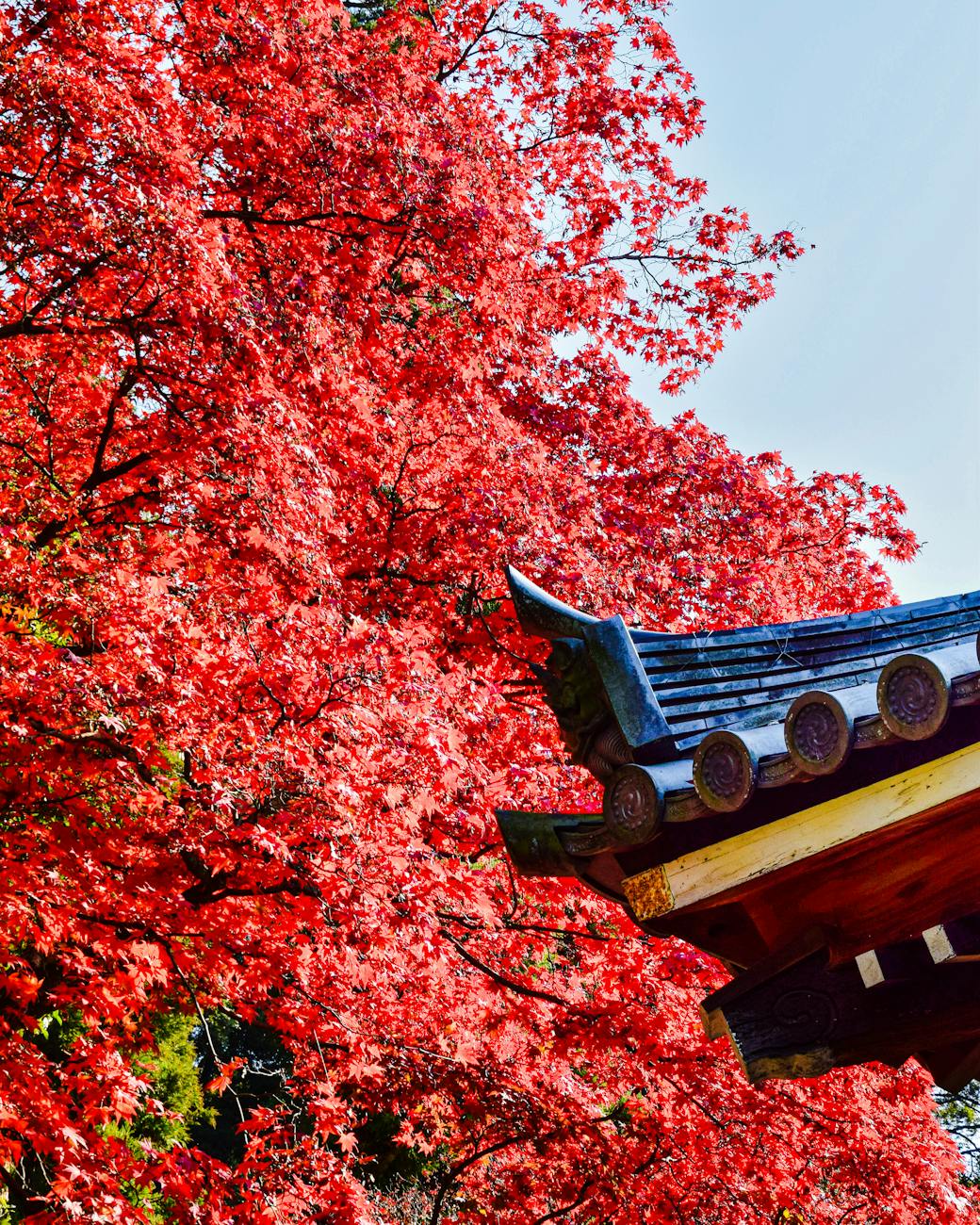 Vibrant autumn foliage at Japanese temple - best time to visit Osaka in November