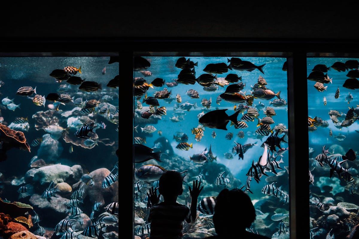 Osaka with kids child watching colorful fish at an aquarium
