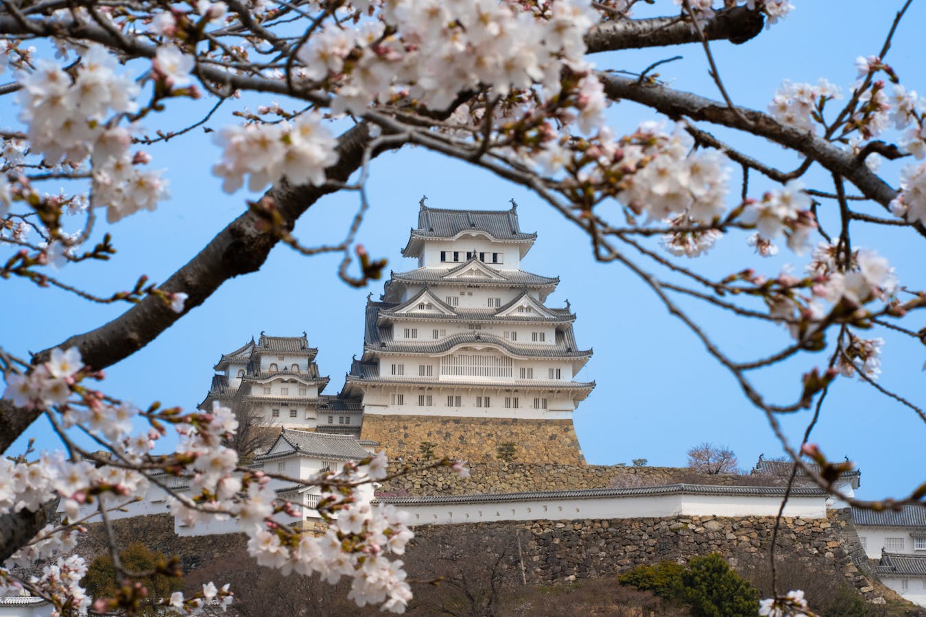 Himeji Castle framed by cherry blossoms in spring on a Himeji from Osaka day trip