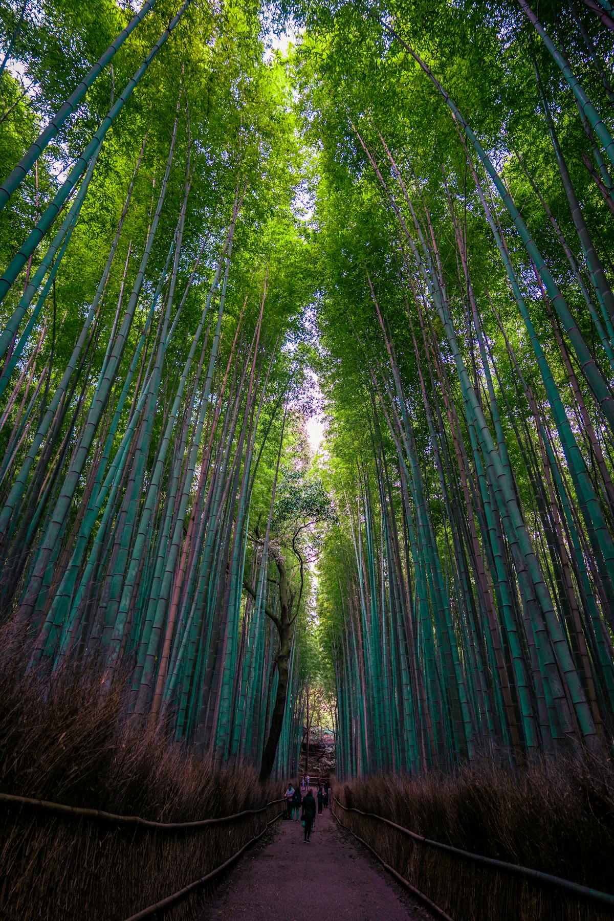 Arashiyama Bamboo Grove pathway in Kyoto — a magical day trip from Osaka