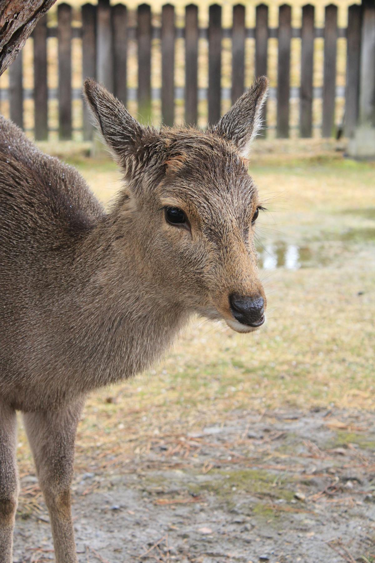 Osaka with kids day trip to Nara deer park with friendly deer