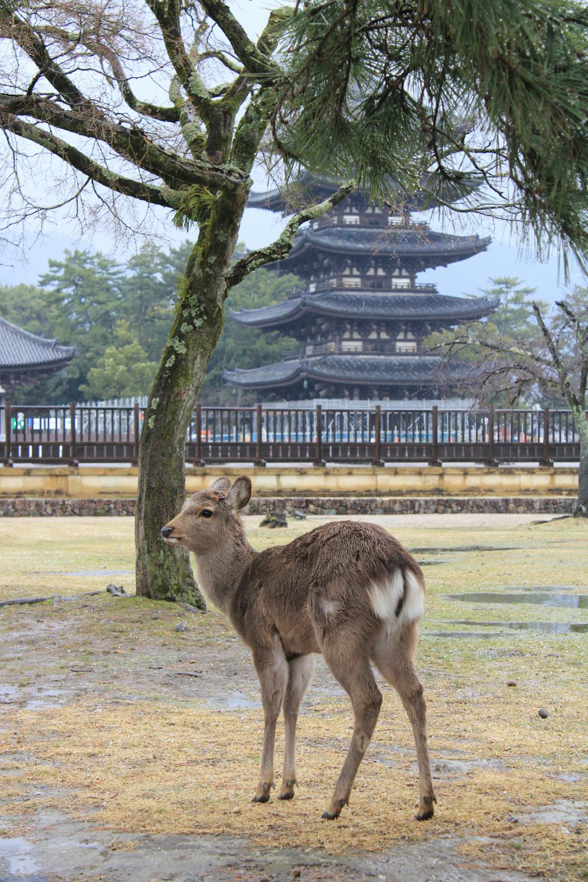 Sika deer in Nara Park with pagoda — a top day trip from Osaka destination