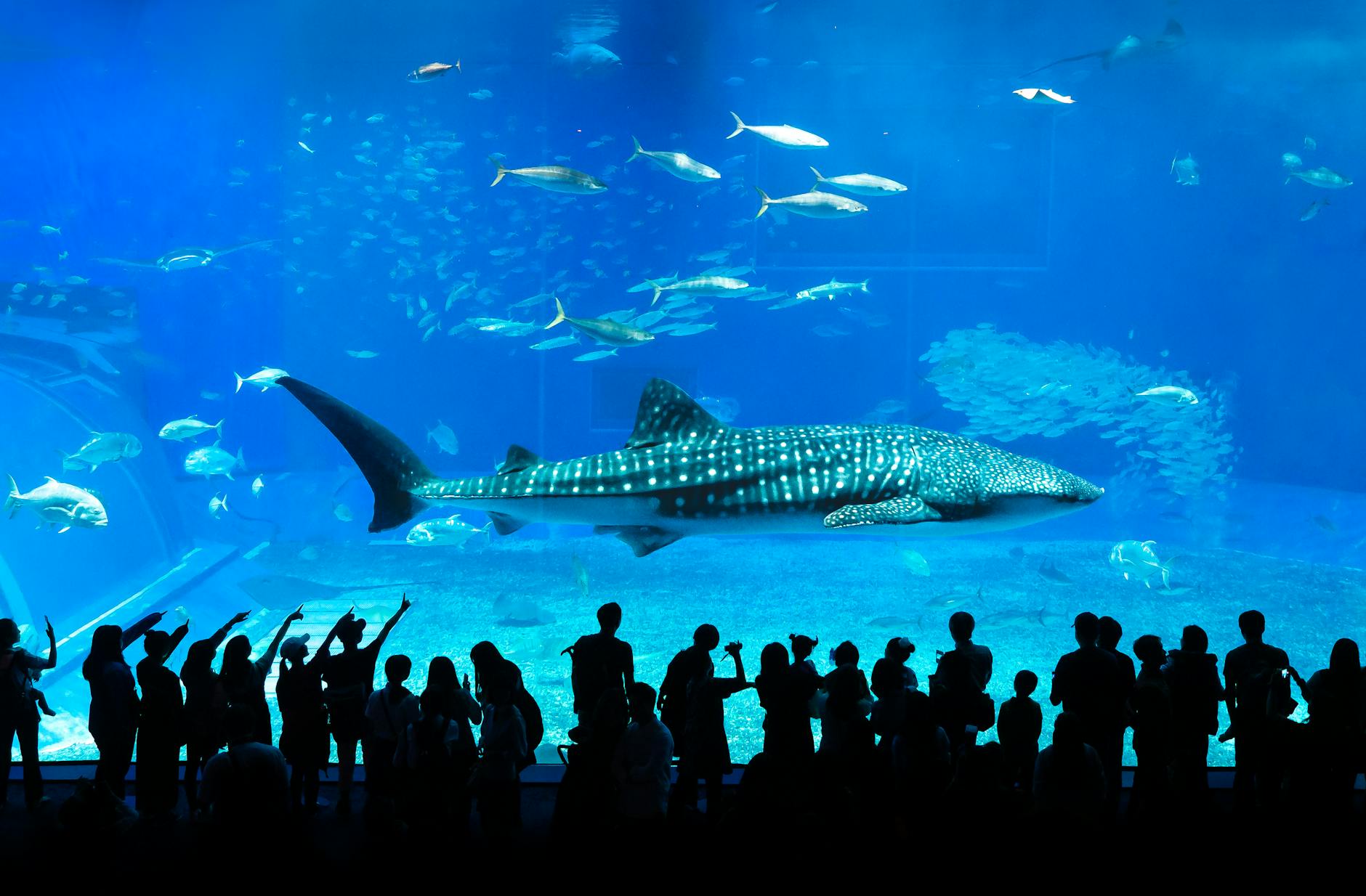 Visitors watching whale sharks at Osaka Aquarium Kaiyukan