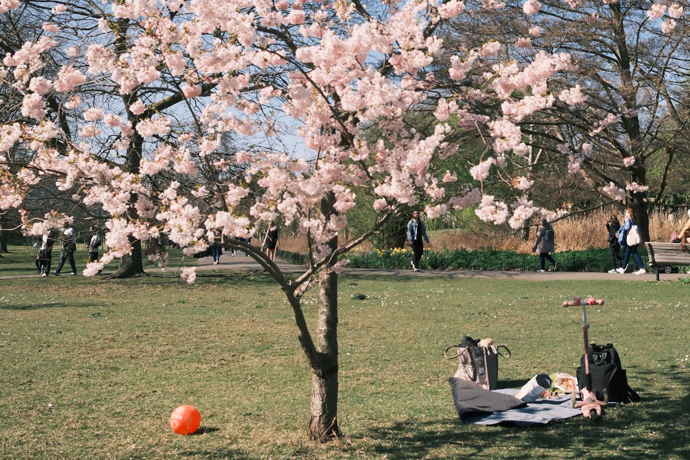 Cherry blossom picnic in park - hanami in Osaka