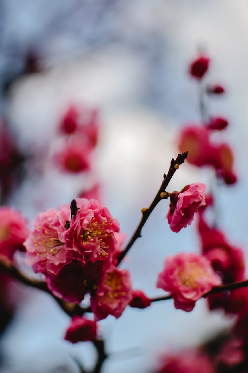 Pink plum blossoms blooming in early spring Osaka - best time to visit Osaka February