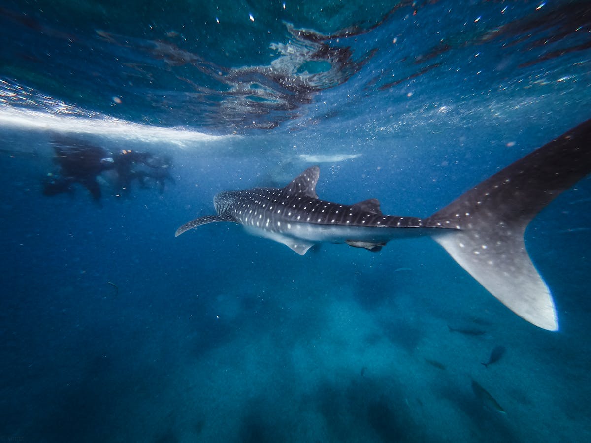 Whale shark at Osaka Aquarium Kaiyukan with kids