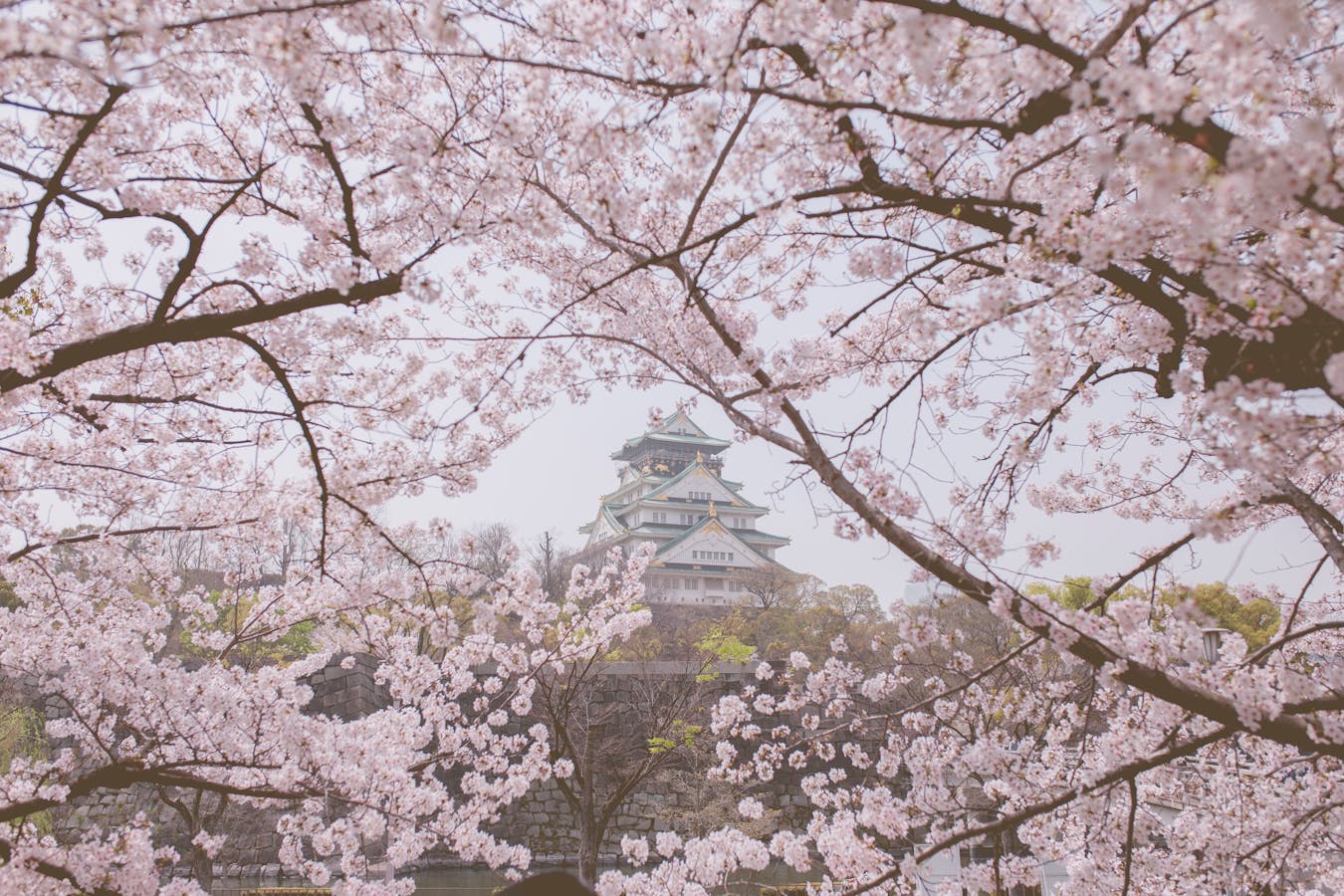Osaka cherry blossom at Osaka Castle Park sakura