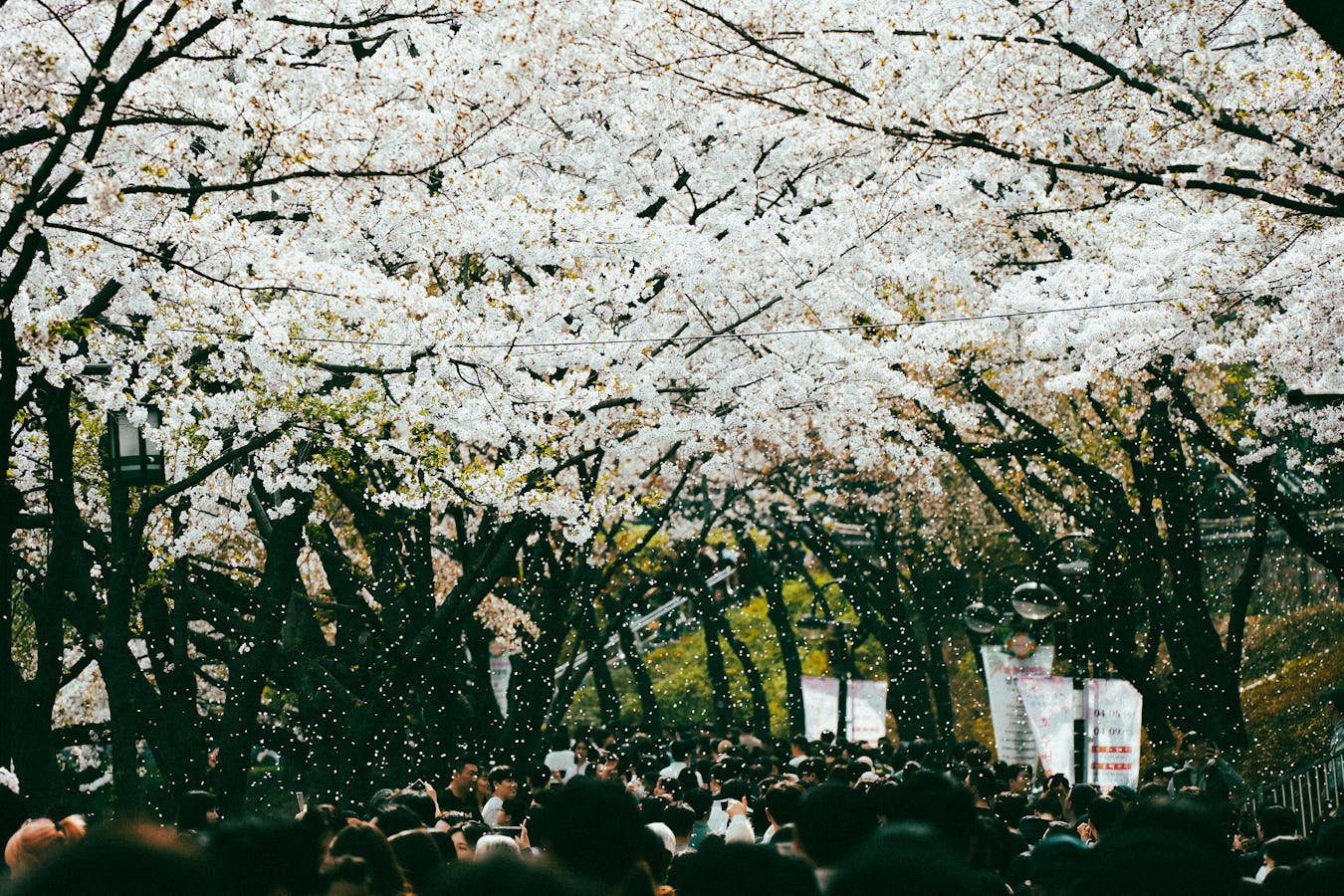 Osaka Golden Week crowd travel strategy avoid peak
