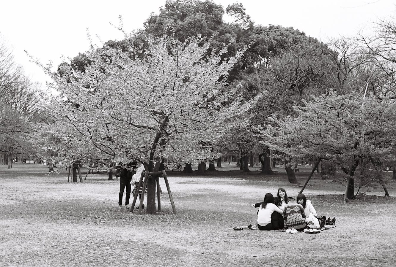 Osaka hanami cherry blossom picnic culture park