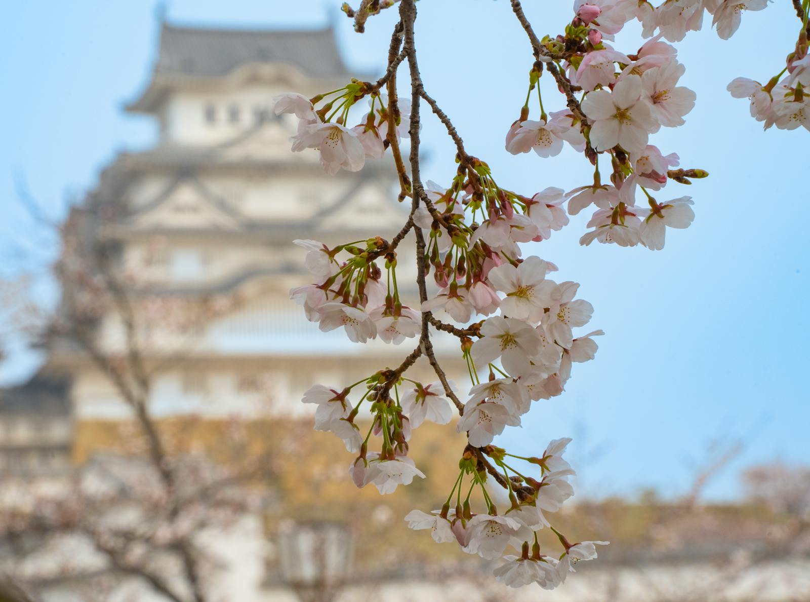 Himeji Castle white keep framed by cherry blossoms, an hour from Osaka in the Kansai region