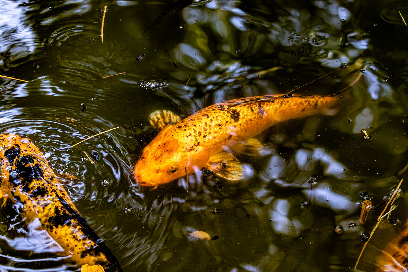 Colorful koi swimming in a koi pond like those at Koko-en Gardens beside Himeji Castle