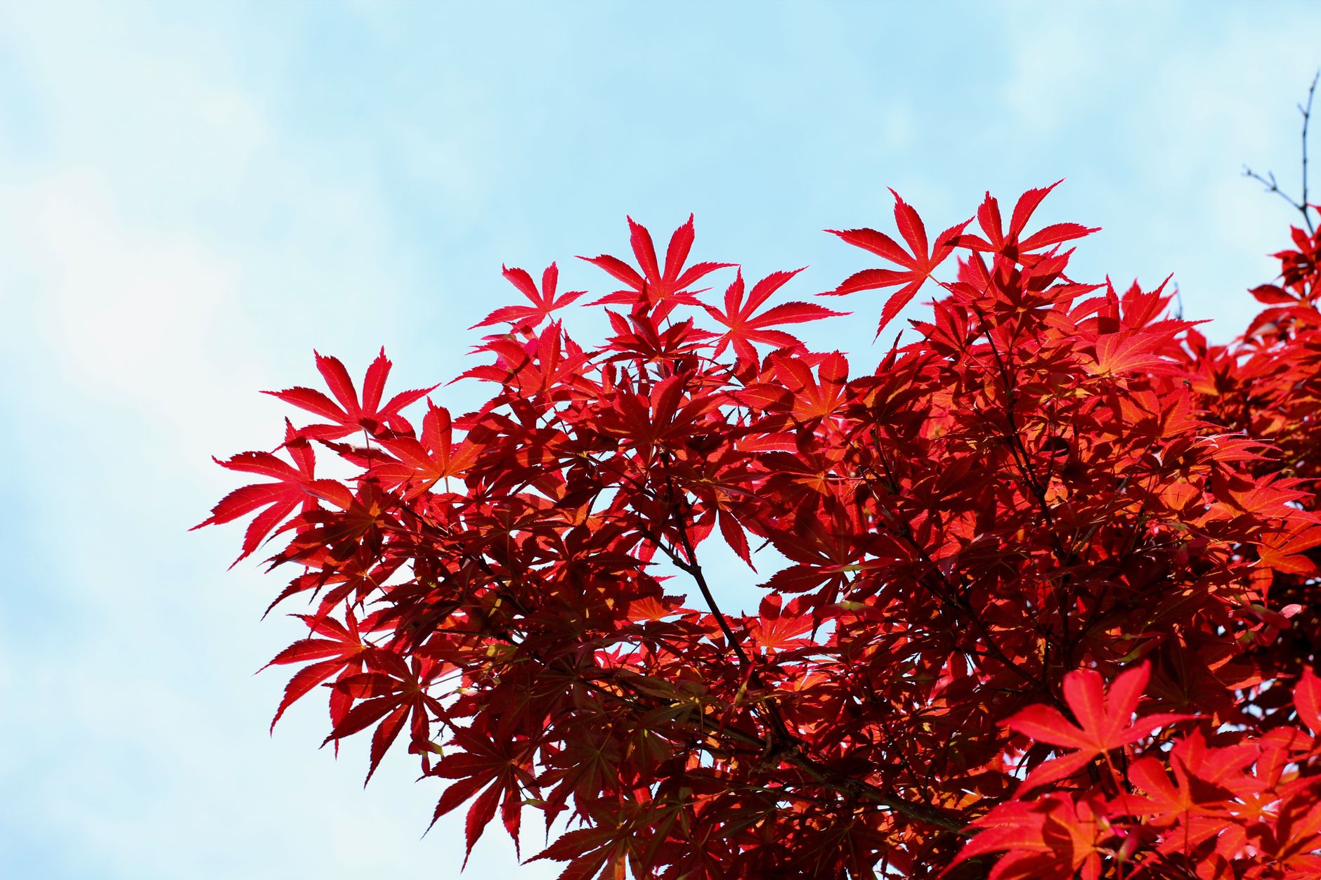 Bright red Japanese maple leaves against a clear sky in autumn at Minoo Park Osaka