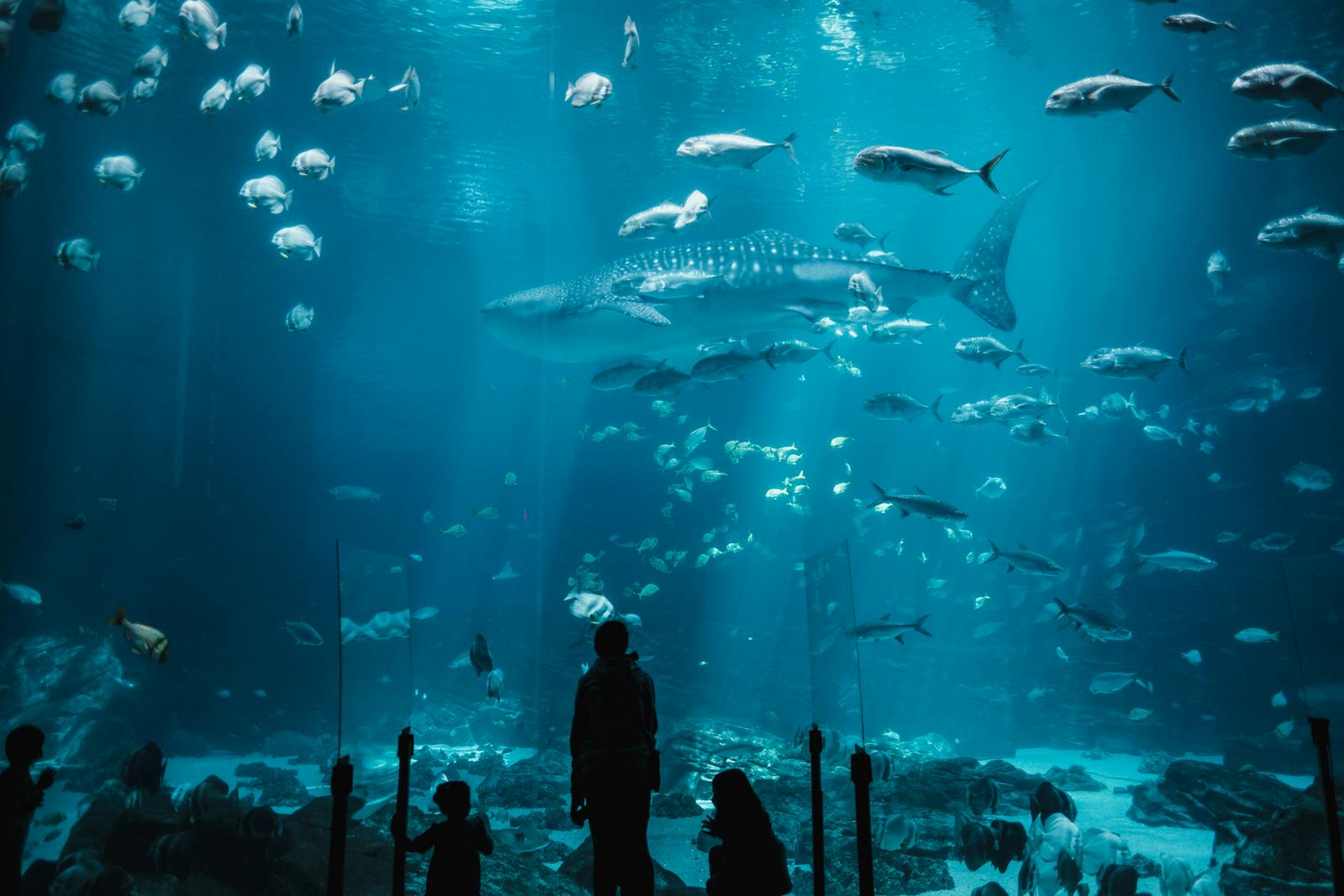 Visitors watching sharks and fish in the immersive main tank at Osaka Aquarium Kaiyukan