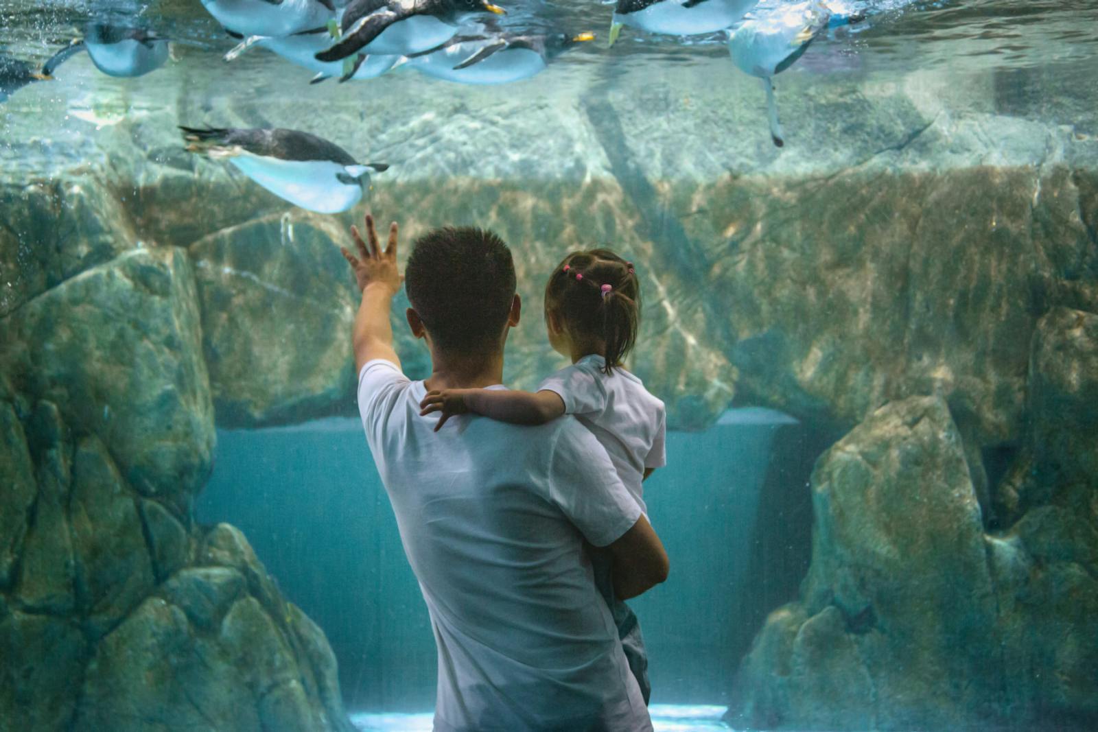 A parent and child watching penguins swim at Osaka Aquarium Kaiyukan