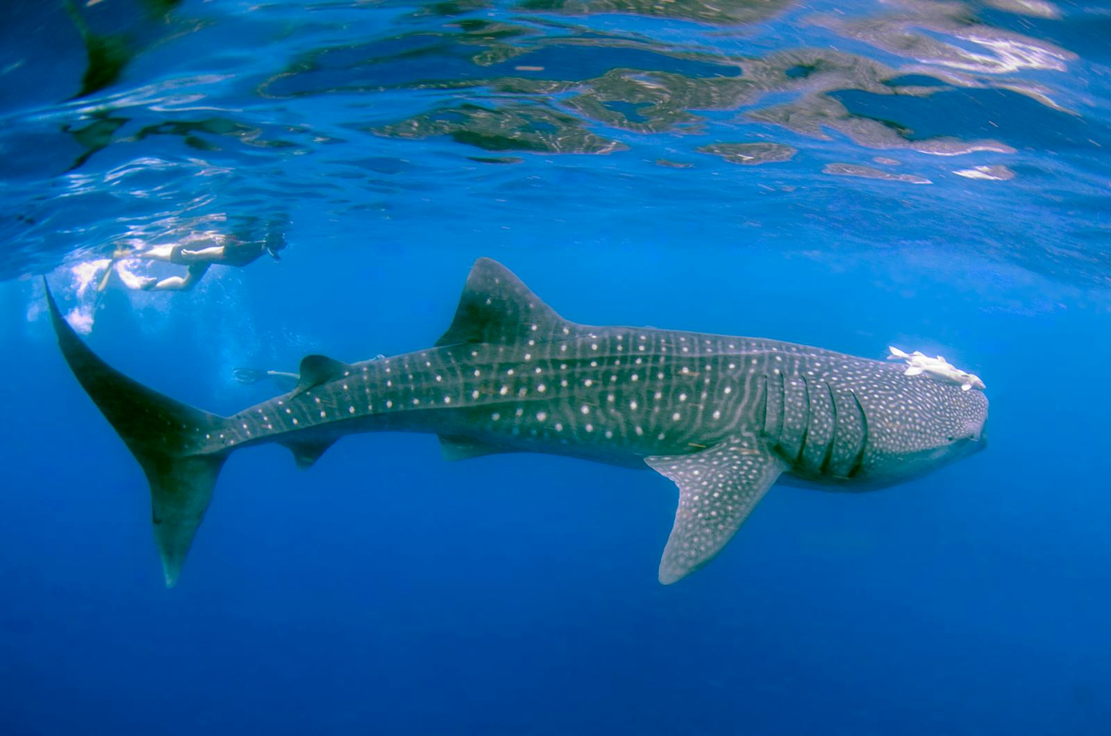 A whale shark swimming in clear blue water, the headline resident at Osaka Aquarium Kaiyukan