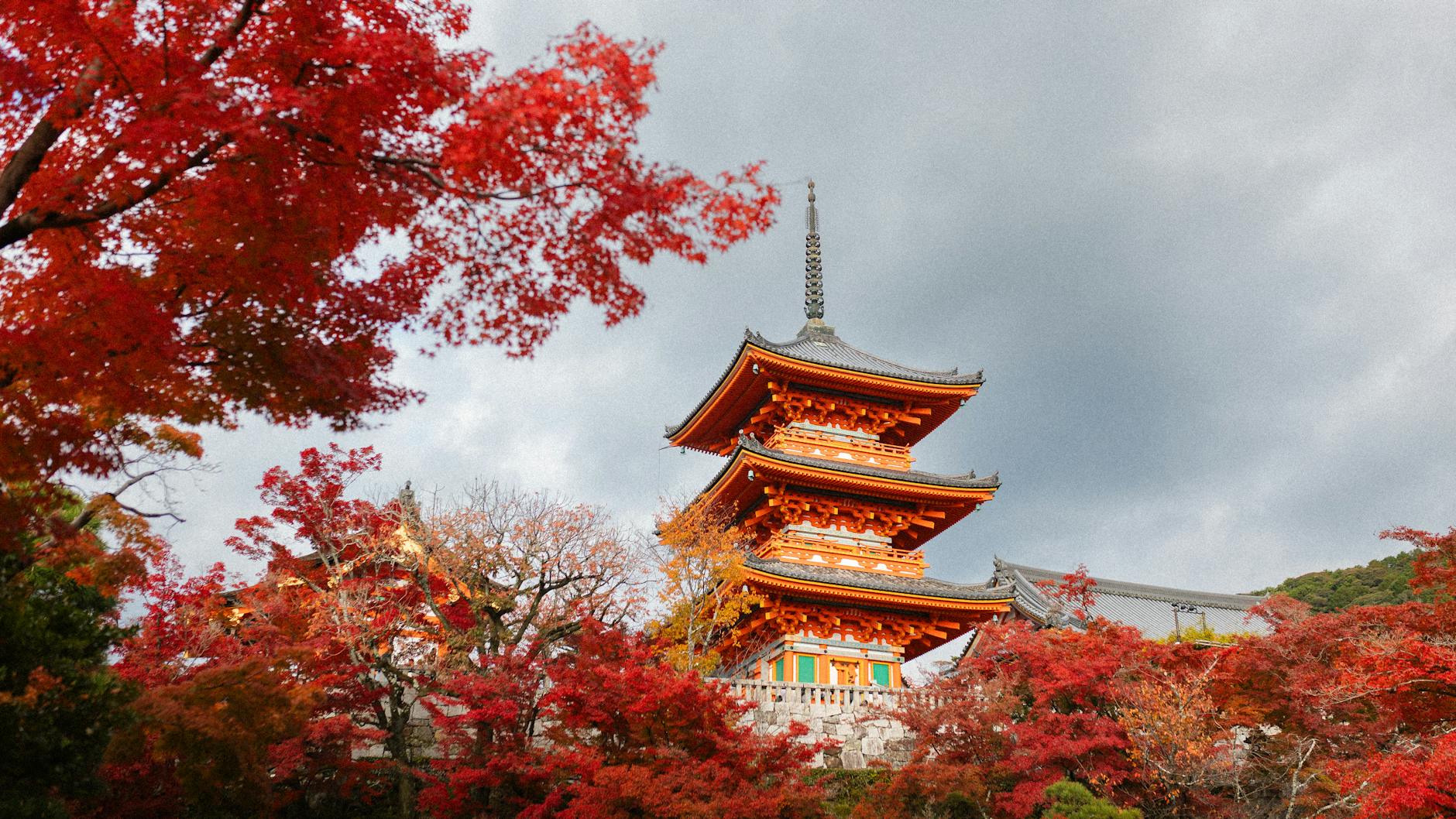 Red and gold maple leaves at a temple near Osaka in November