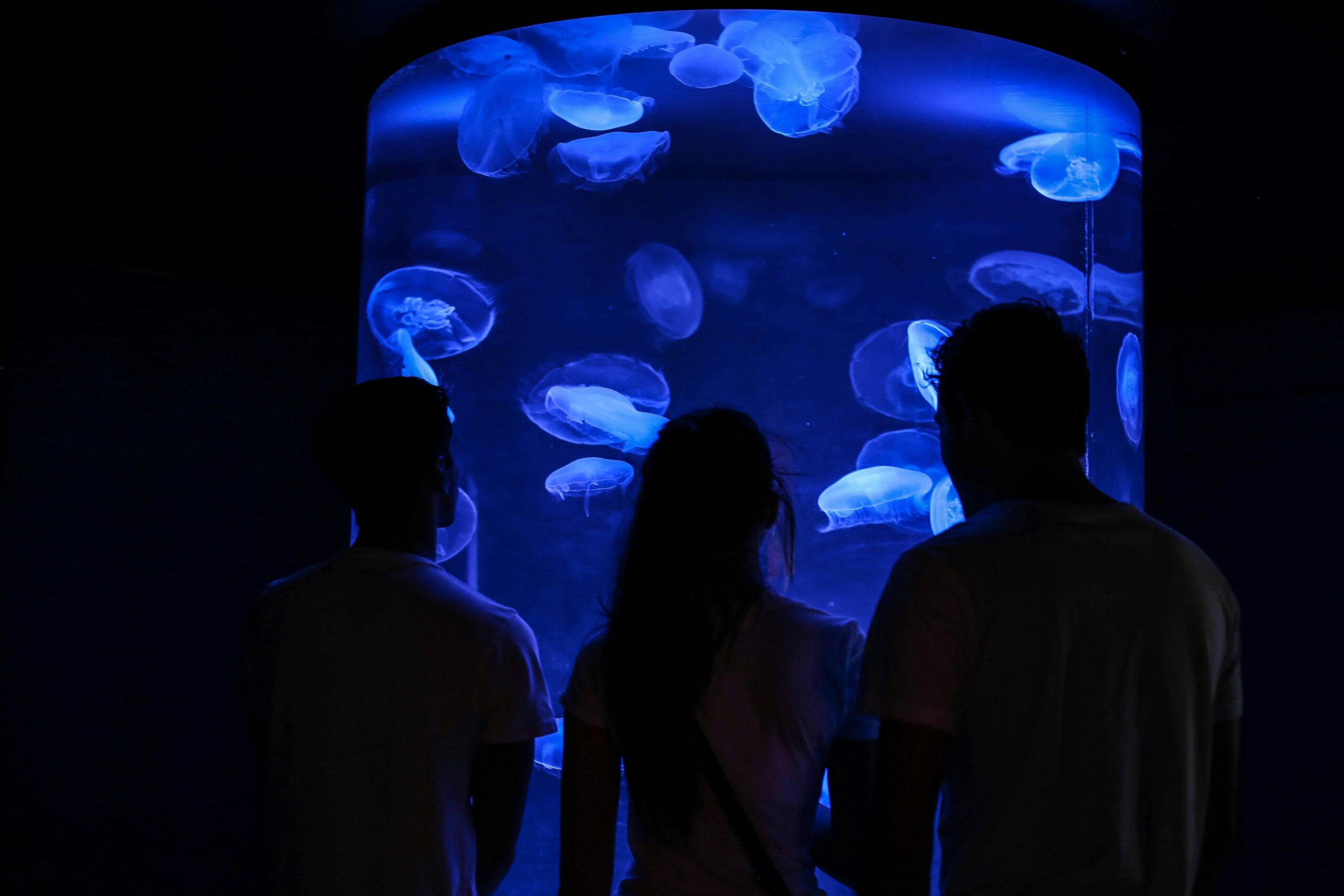 Visitors watching glowing jellyfish in a blue-lit aquarium tank near Osaka Bay