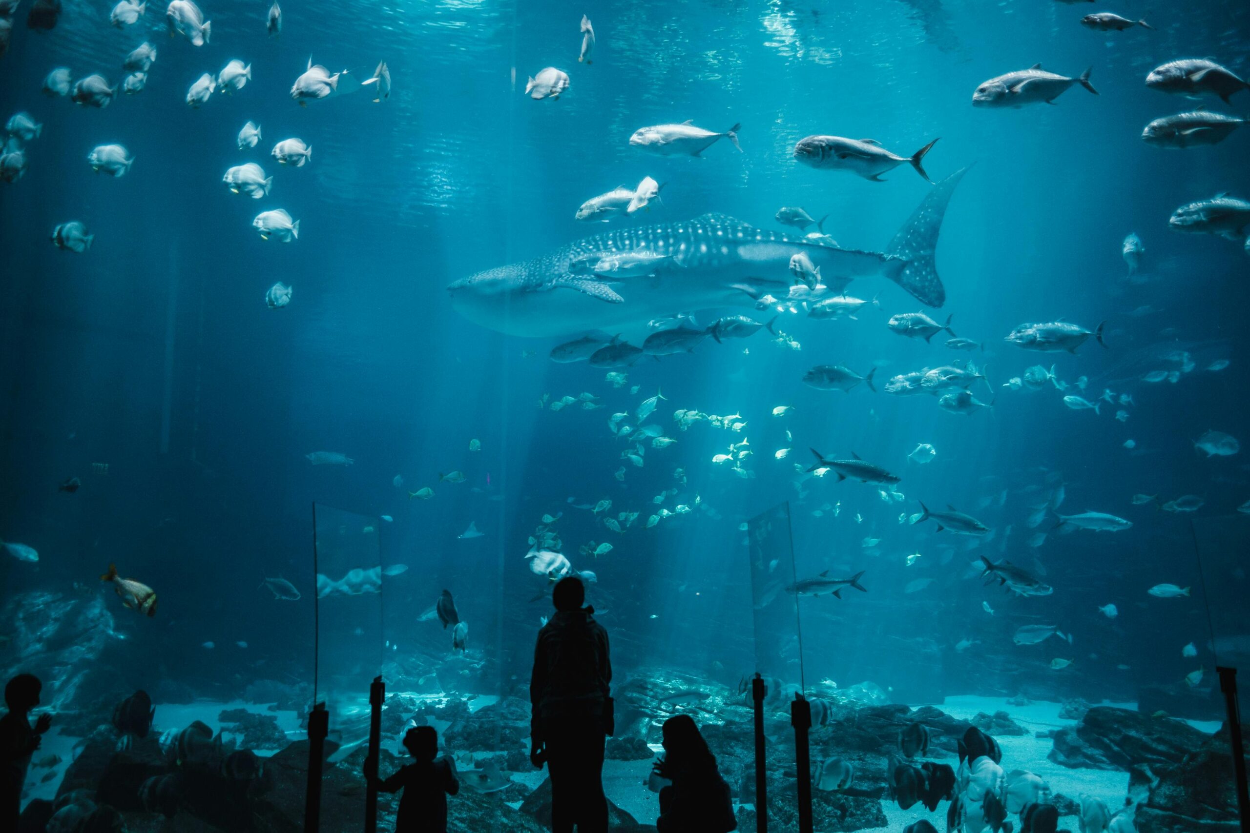 Visitors silhouetted against a huge aquarium tank of sharks and fish, like Kaiyukan