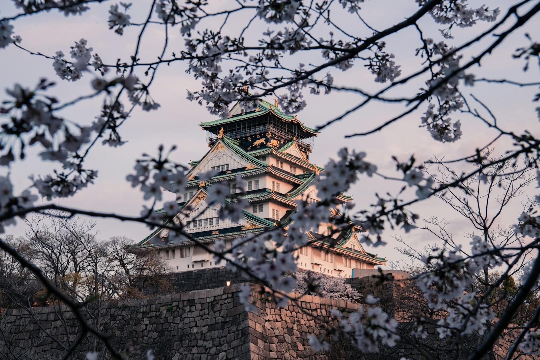 Cherry blossoms framing Osaka Castle in early April, the best time to visit Osaka