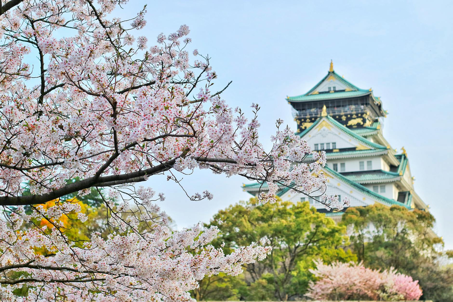 Osaka Castle behind cherry blossoms, viewed for free from the park