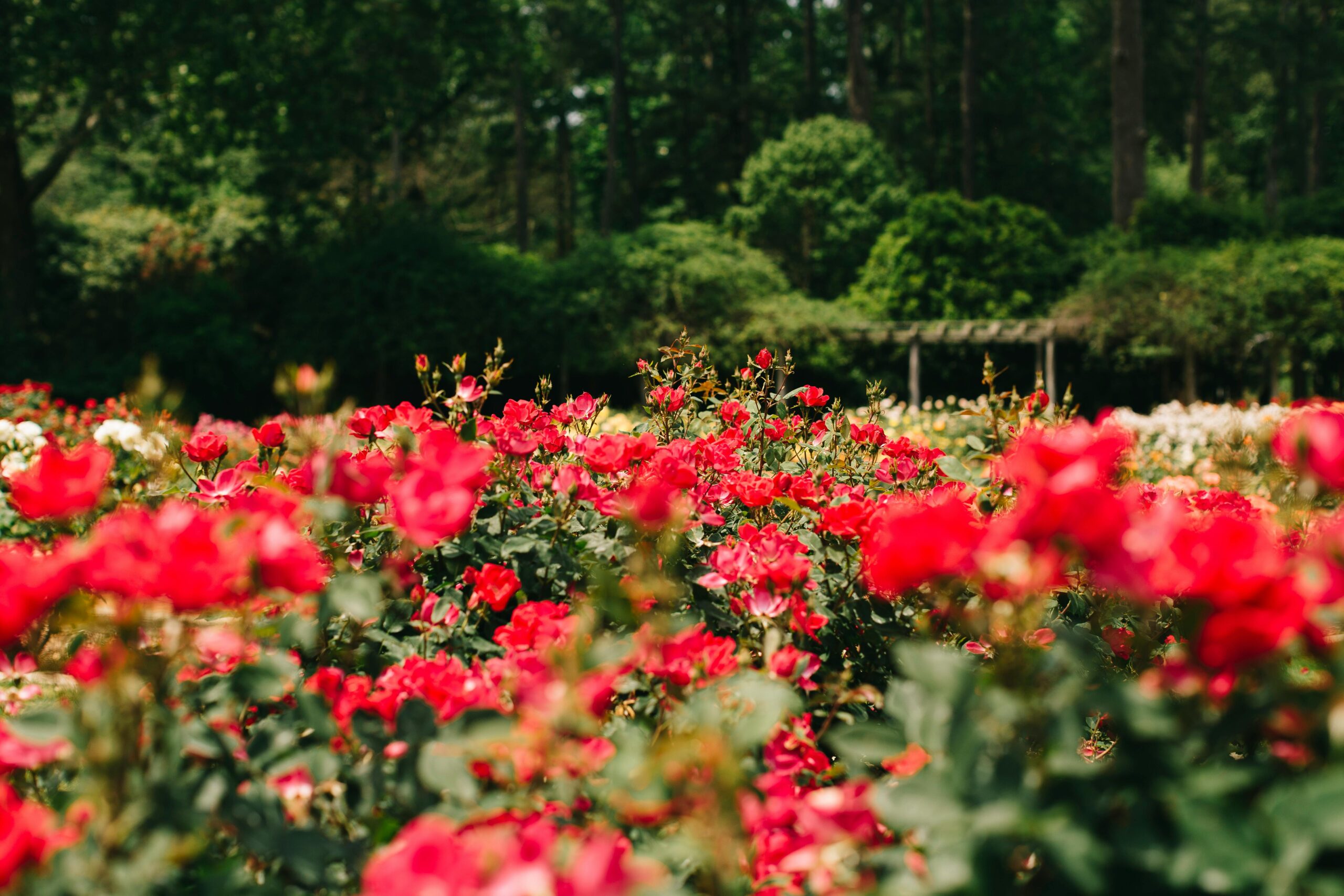 Red roses in full bloom at the Nakanoshima Park rose garden in Osaka
