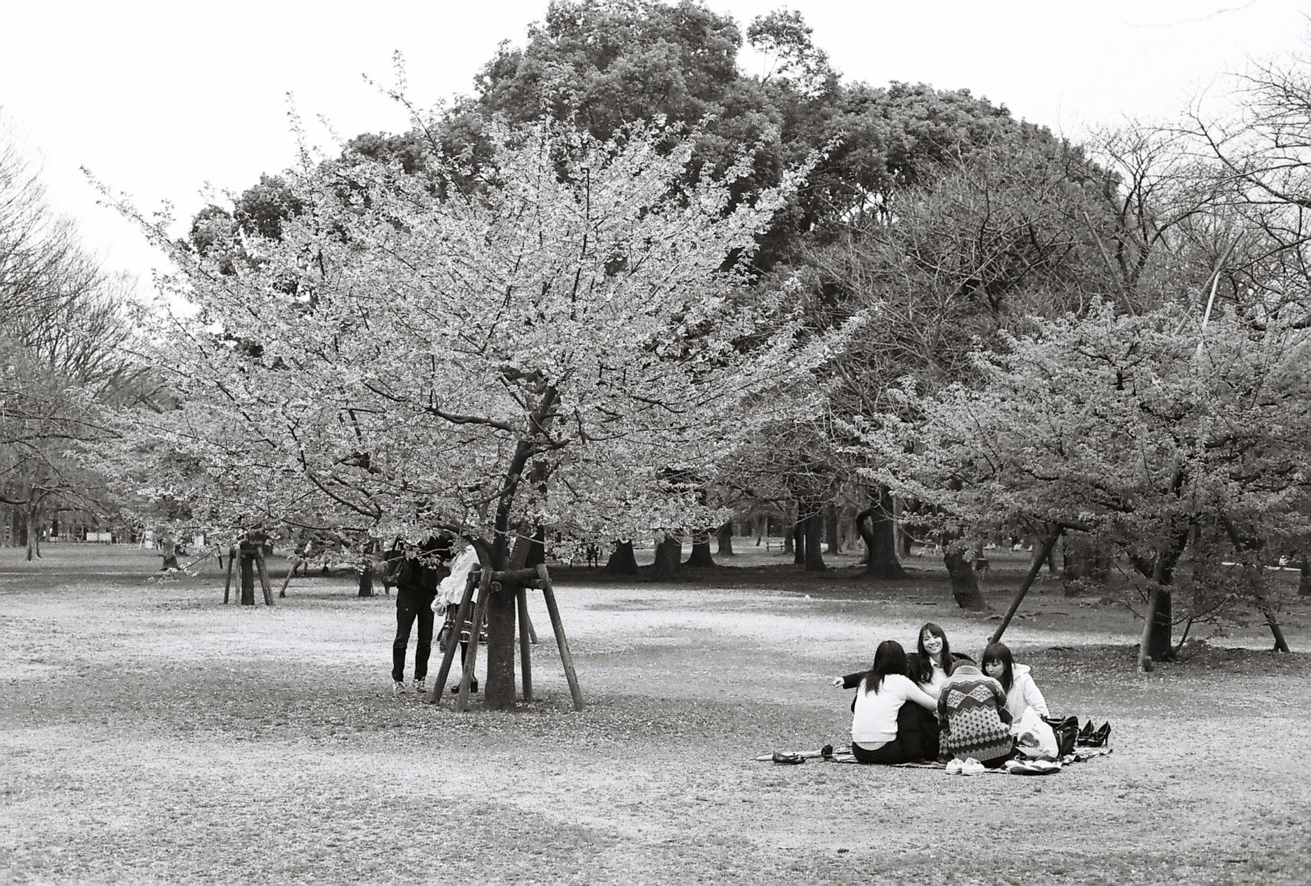 Cherry blossoms over a park lawn in Osaka during hanami season