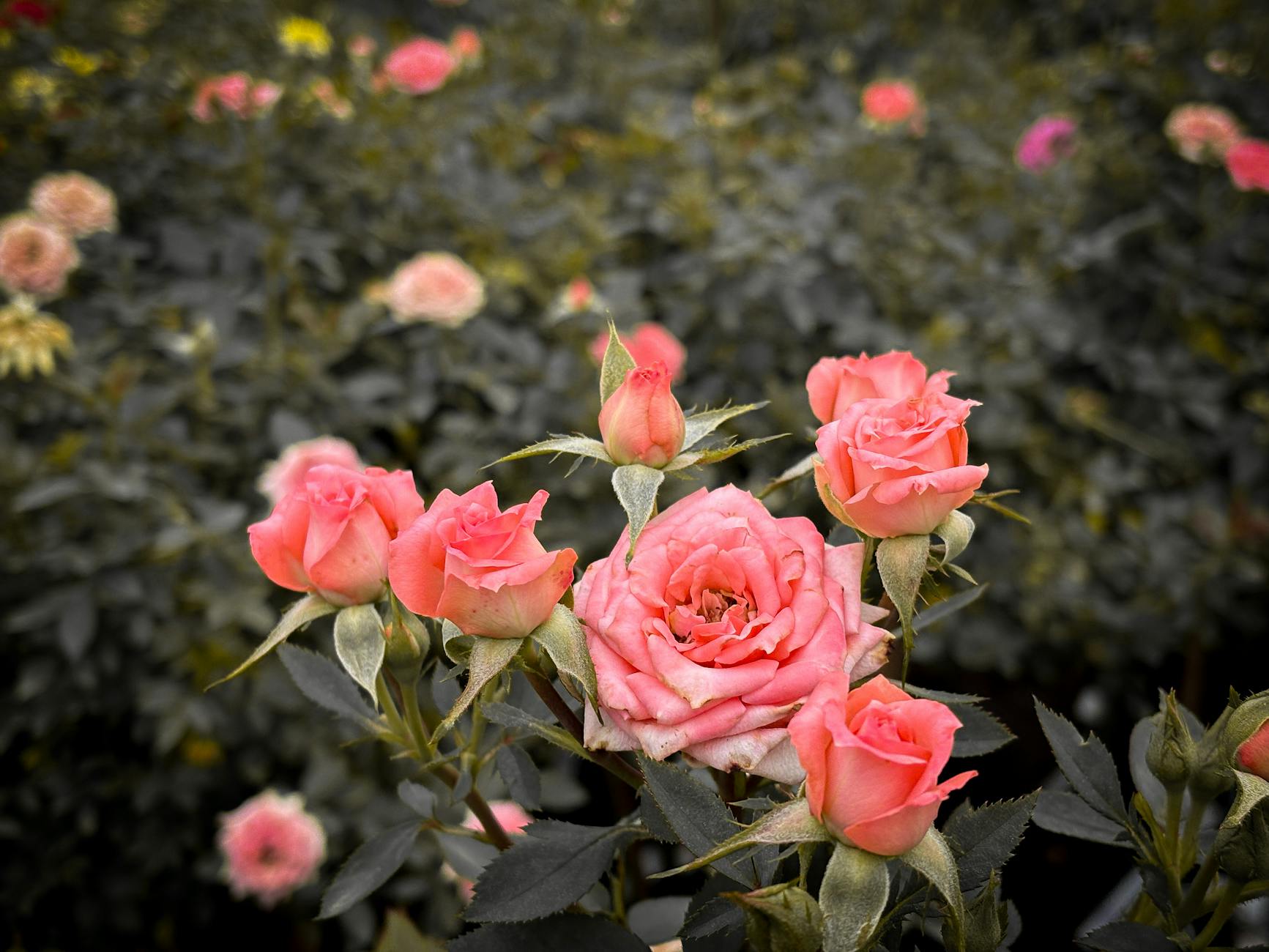 Roses in bloom at a city park, like Nakanoshima rose garden in Osaka