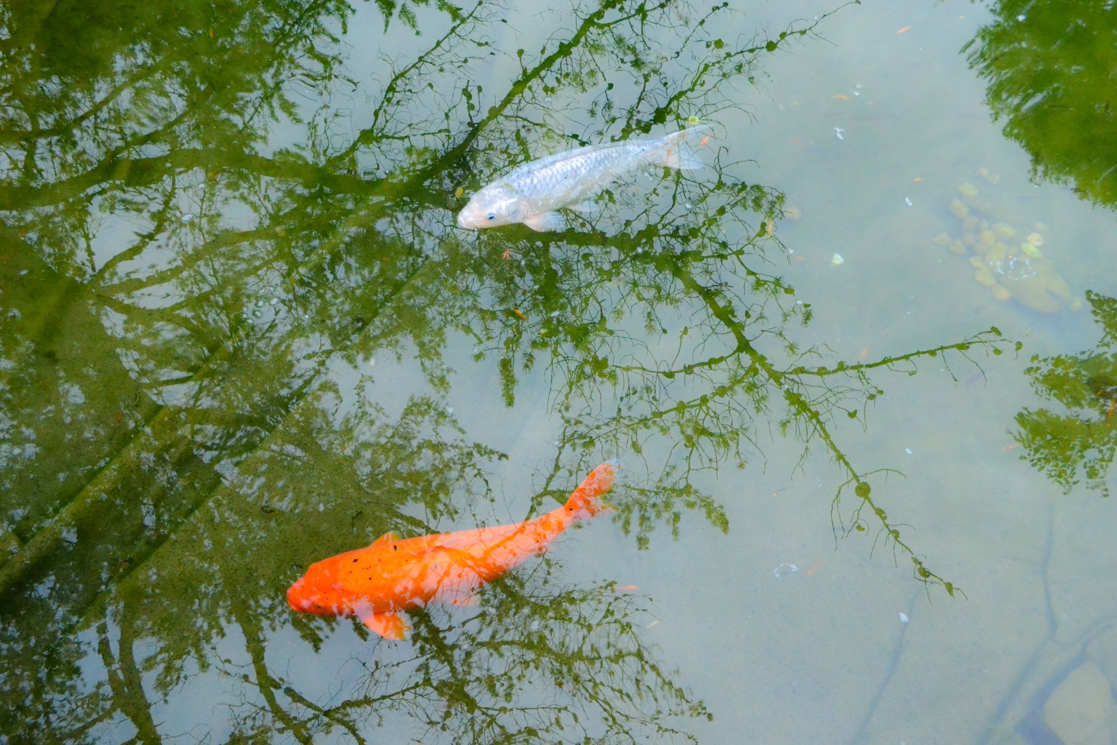 Koi in a traditional Japanese stroll garden pond like Keitakuen in Tennoji Osaka