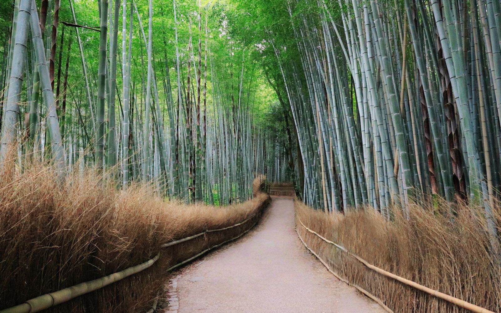 An empty path through the Arashiyama bamboo grove between low brushwood fences