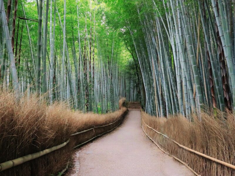 An empty path through the Arashiyama bamboo grove between low brushwood fences