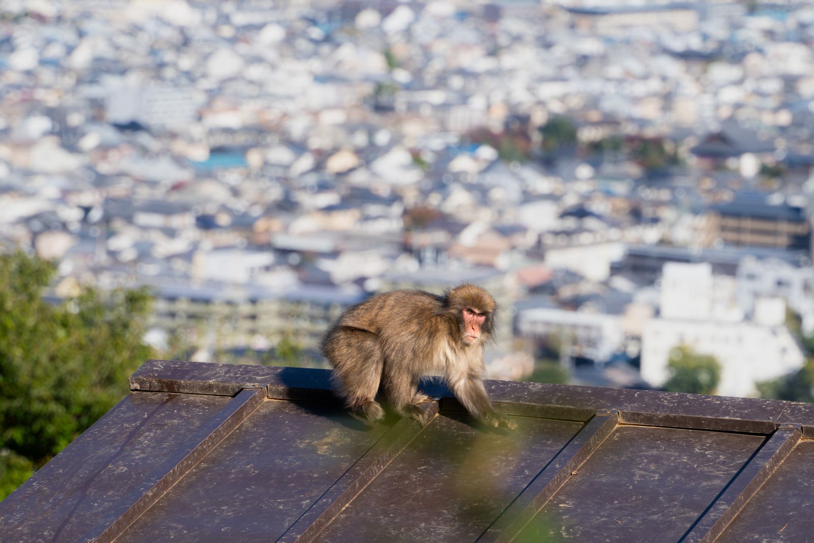 A Japanese macaque on a rooftop with the city of Kyoto spread out below