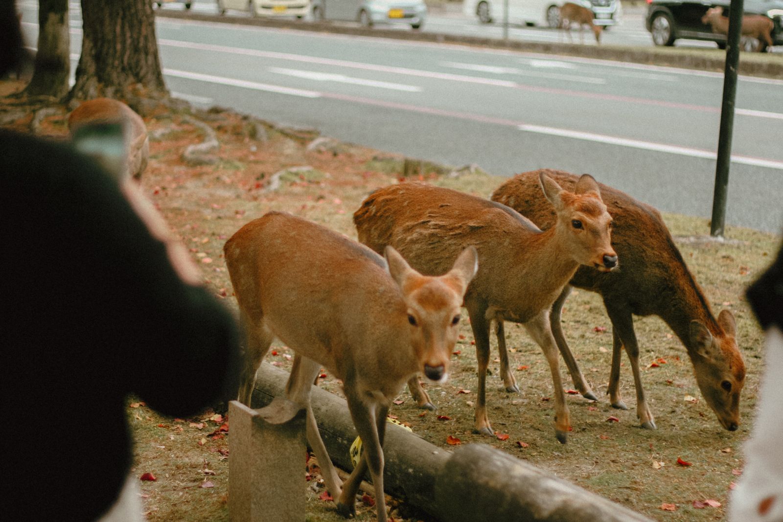 Sika deer grazing in Nara Park, the most popular day trip on a three day Osaka itinerary