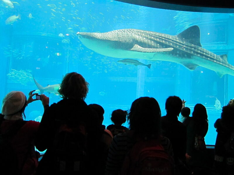 Adults and children watch a whale shark swim past the tall Pacific Ocean tank window at Osaka Aquarium Kaiyukan.