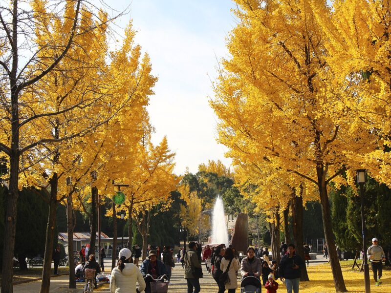 Adults with a stroller and young child walk beneath golden ginkgo trees at Osaka Castle Park's Morinomiya entrance.