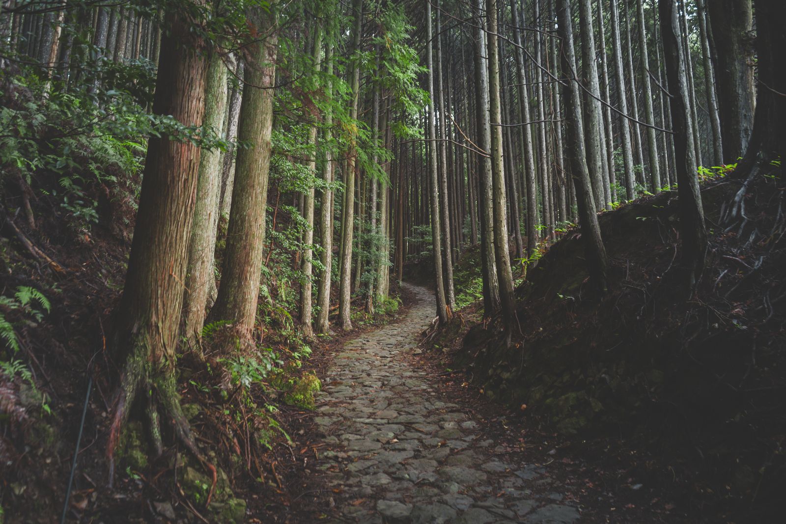A stone-paved path climbing through a dense forest of tall straight cedar trees