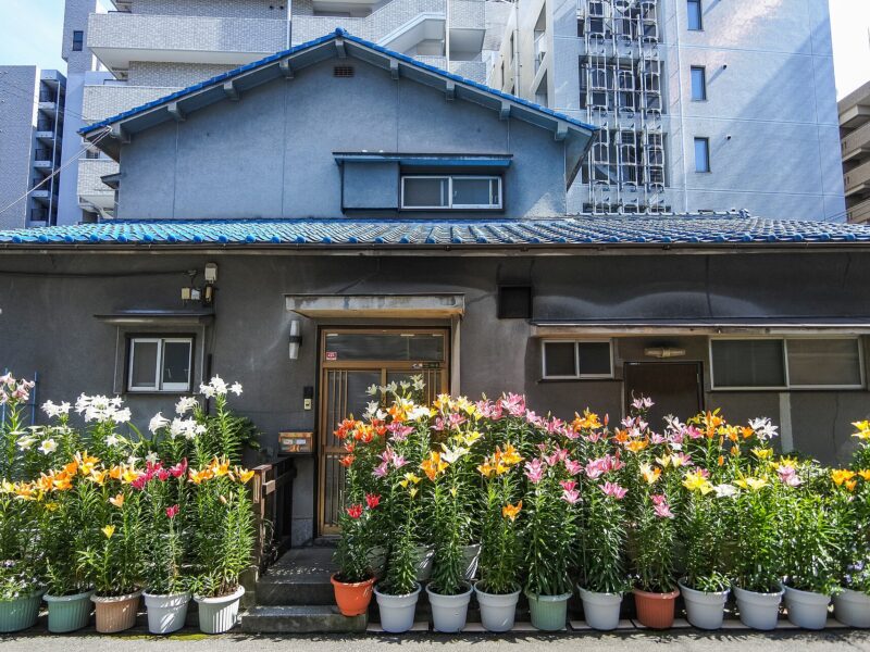 Potted lilies line a grey house with a blue tiled roof in Osaka, with taller apartment buildings behind it.