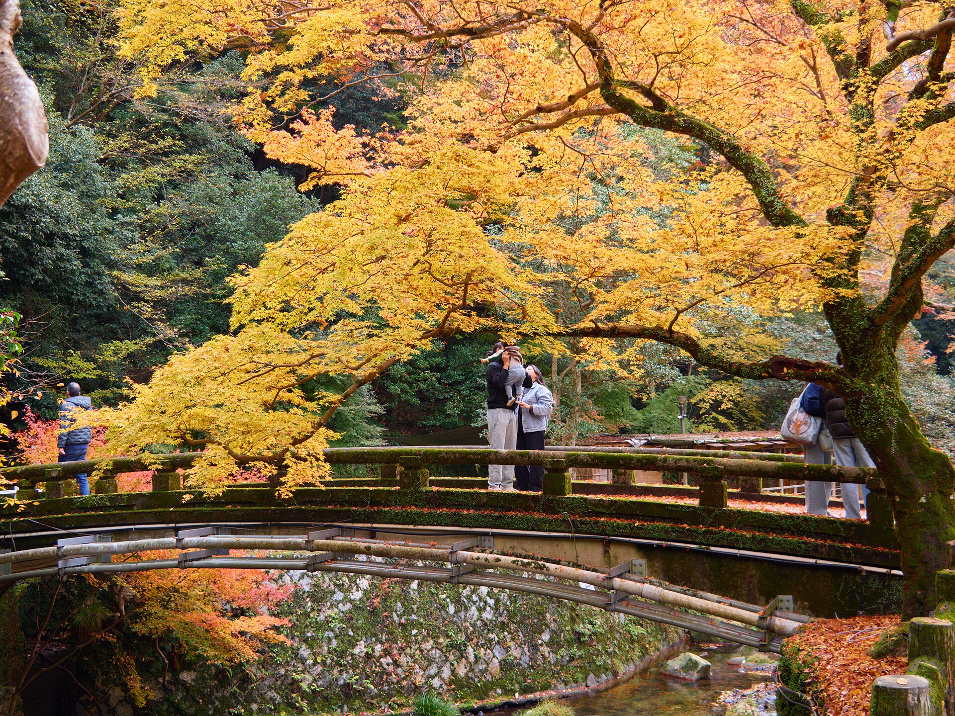 Visitors pause on a mossy arched footbridge beneath yellow-orange maples, with red autumn leaves along the stream in Minoo Park.