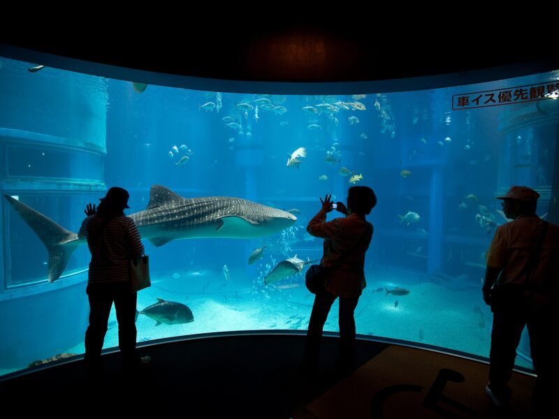 Visitors photograph a whale shark through a curved viewing window at Osaka Aquarium Kaiyukan, with smaller fish nearby.